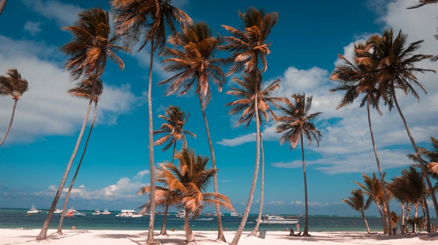 Palmeras altas sobre la arena blanca de Playa Bávaro, con lanchas en el mar.