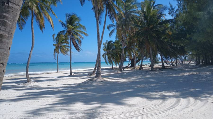 La playa de Cap Cana desde el cocotal: arena blanca, sombra de palmeras y el agua calma y turquesa que es el argumento de la zona. Al fondo, muy lejos, se ven hamacas y una construcción baja, demasiado chicas para reconocer ningún hotel.