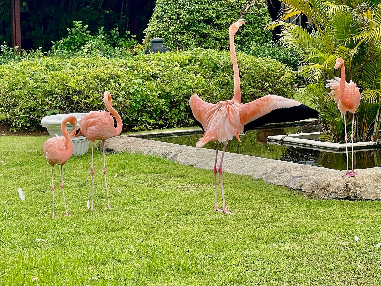 Los flamencos de los jardines.