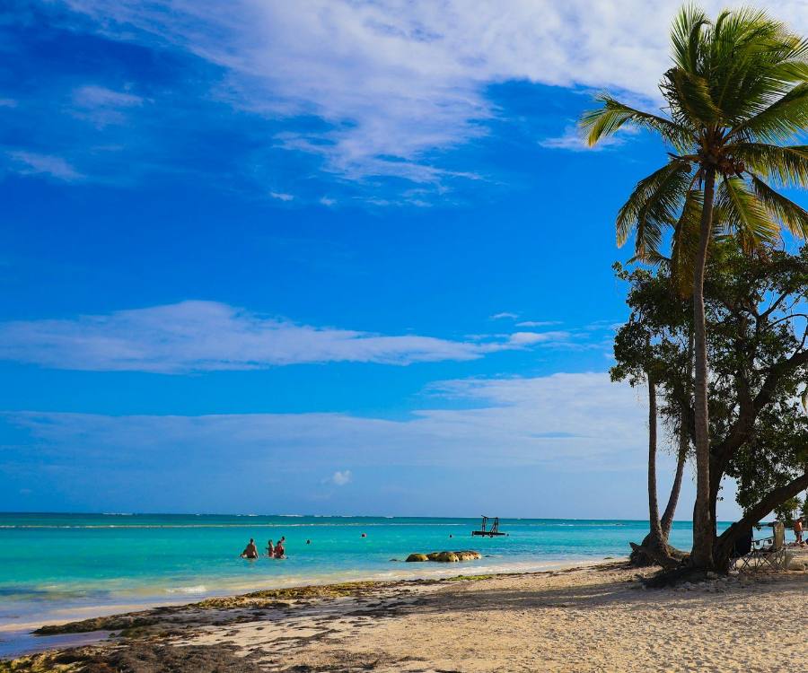Playa Juanillo, en Cap Cana: una palmera y un árbol sobre la arena, con el agua turquesa.