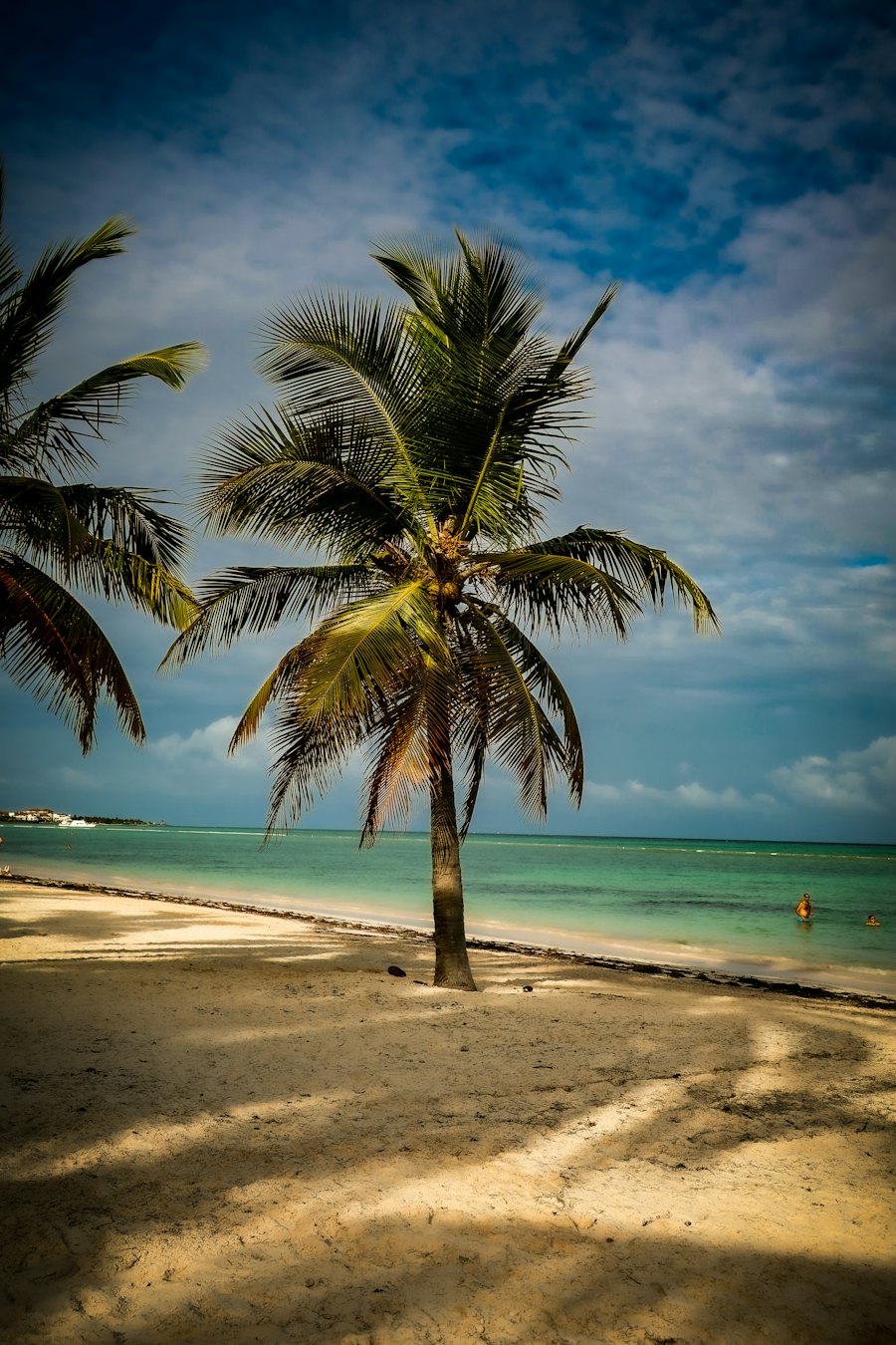 Una palmera sobre la orilla de Playa Juanillo, en Cap Cana, con el mar detrás.