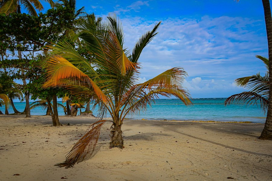 Playa Juanillo, en Cap Cana: la arena, las palmeras y el mar turquesa de fondo.