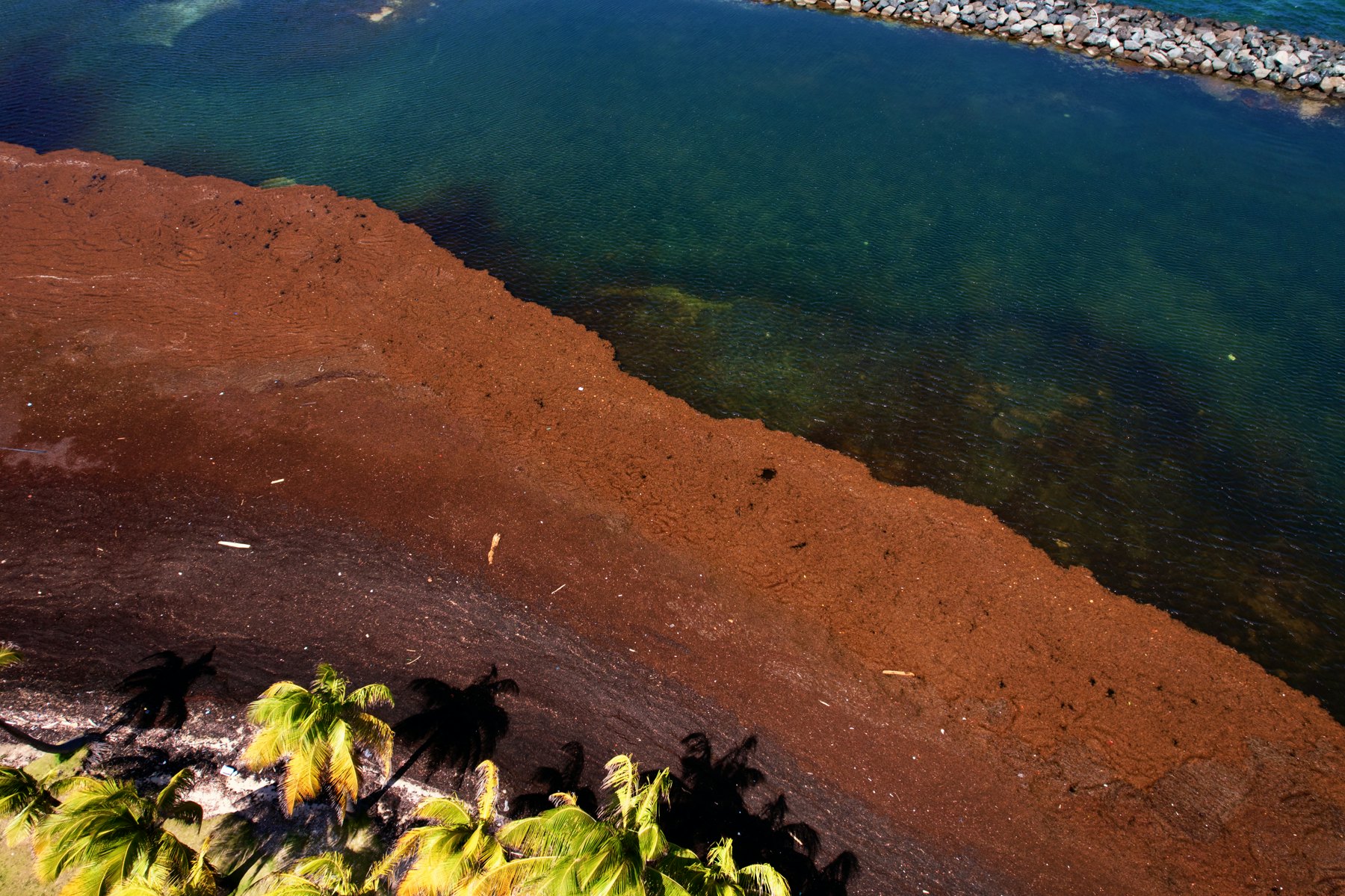 Sargazo marrón depositado en la orilla de una playa tropical. Es la foto honesta que la guía necesita: mostramos el problema, no lo escondemos.