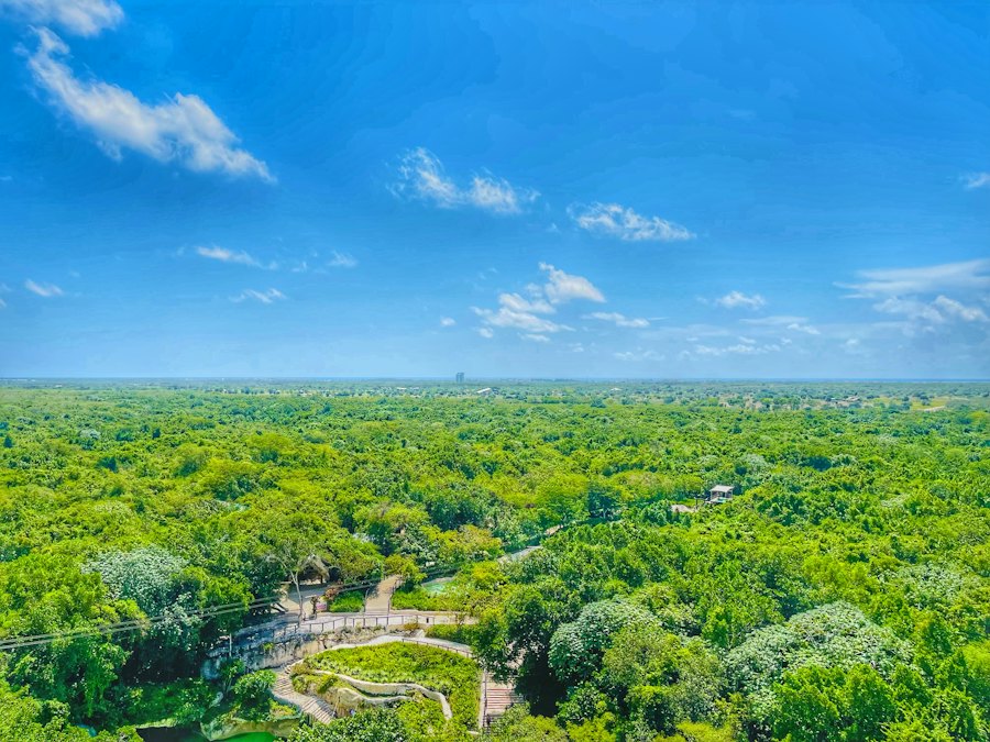 El monte verde de Cap Cana visto desde lo alto de Scape Park, con las pasarelas del parque abajo y el cielo despejado.